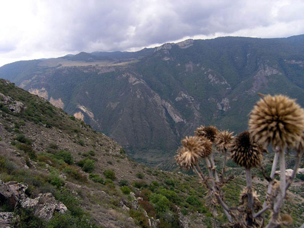 Флора и фауна Армении