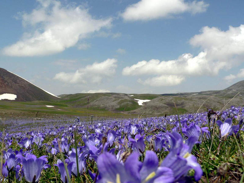 Флора и фауна Армении